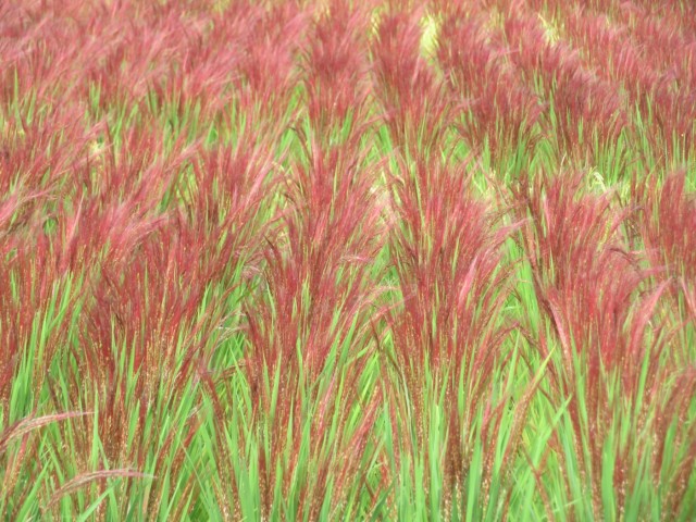 糸島の赤米