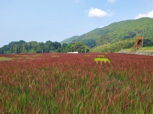 糸島の赤米
