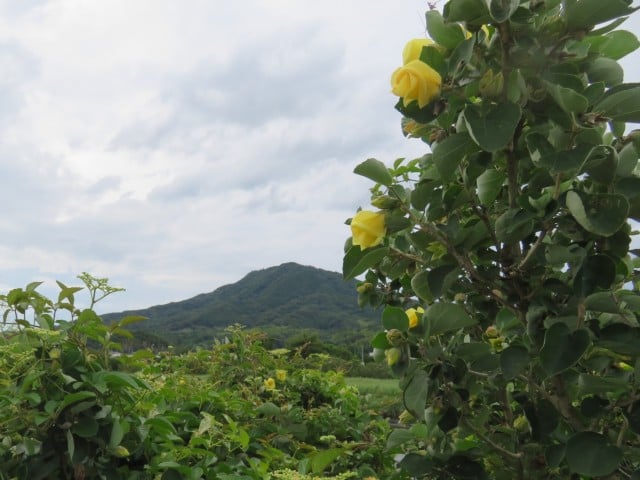 可也山とはまぼうの花